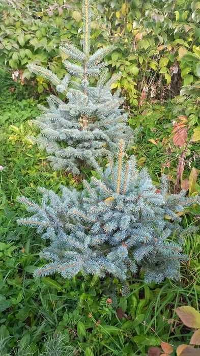 Сажены лиственных и хвойных пород деревьев.