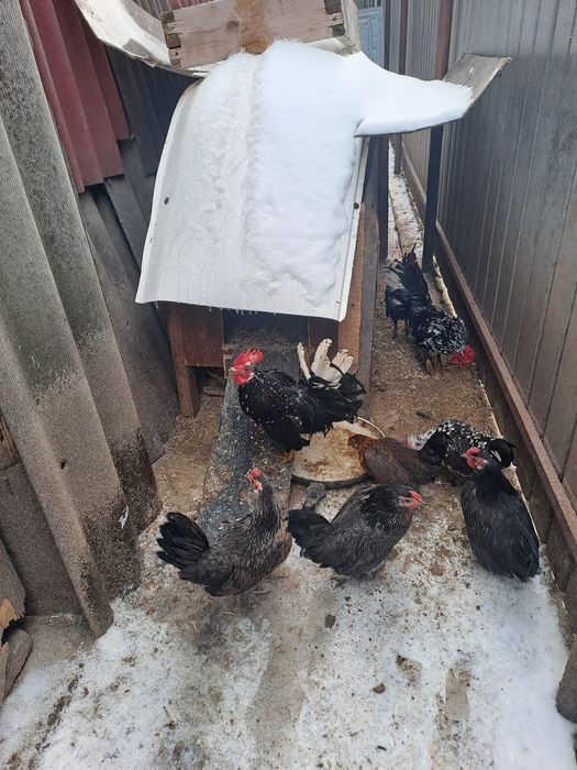 Găini pitice de anul trecut 5găini pitice și un cocoș