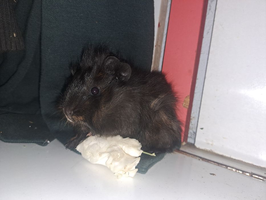 Porcusori de guineea