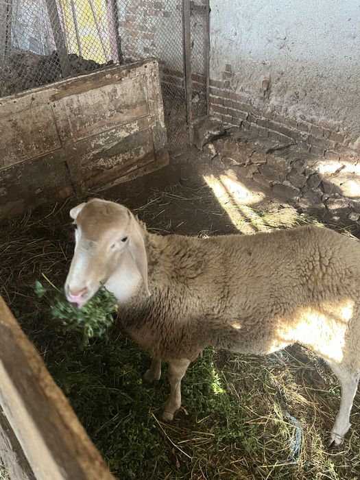 Мъжко агне 50 кг