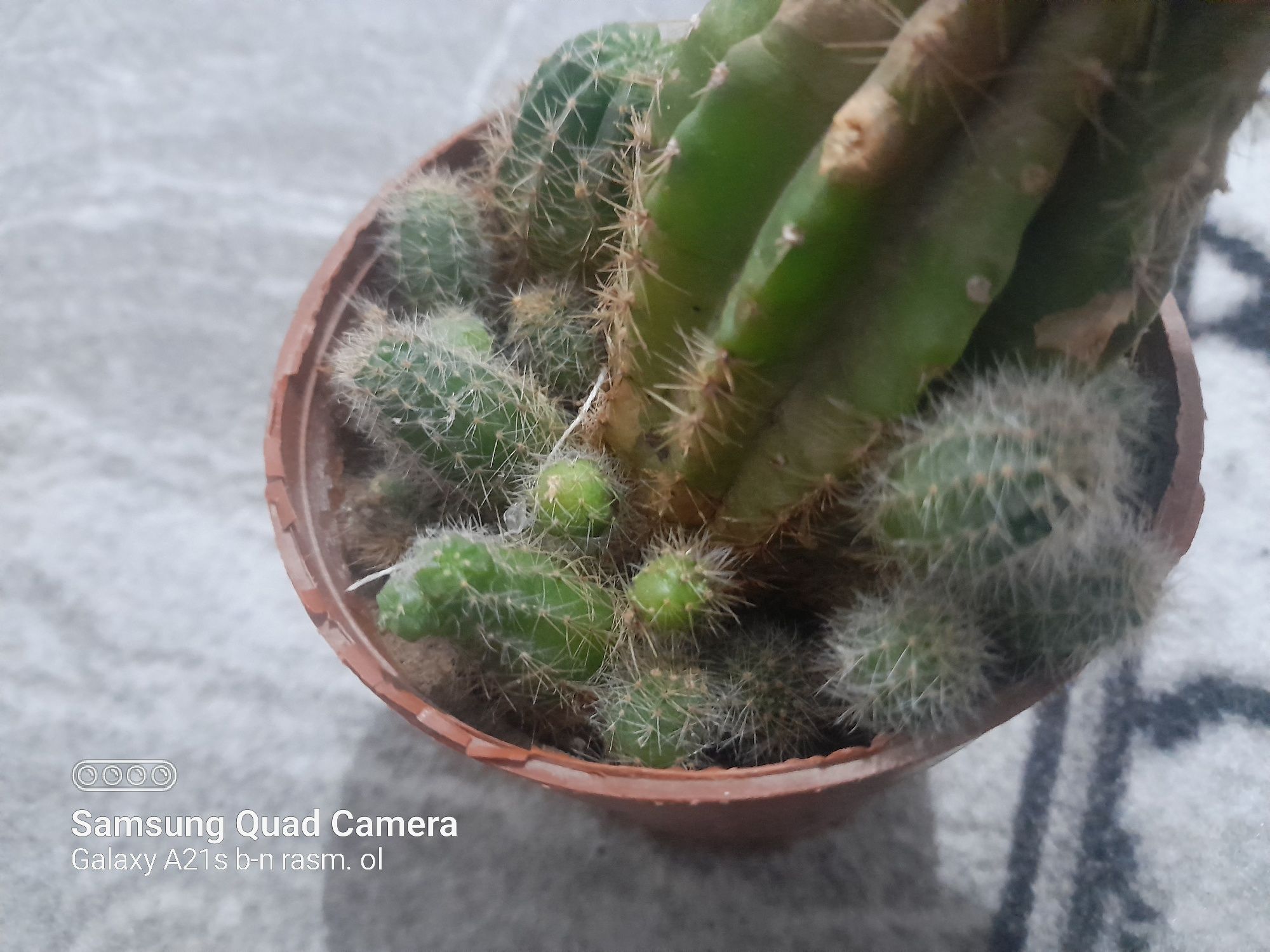 Dekarativ ustunsimon kaktus, ixcham va kõp bolali. Echinopsis kaktuz