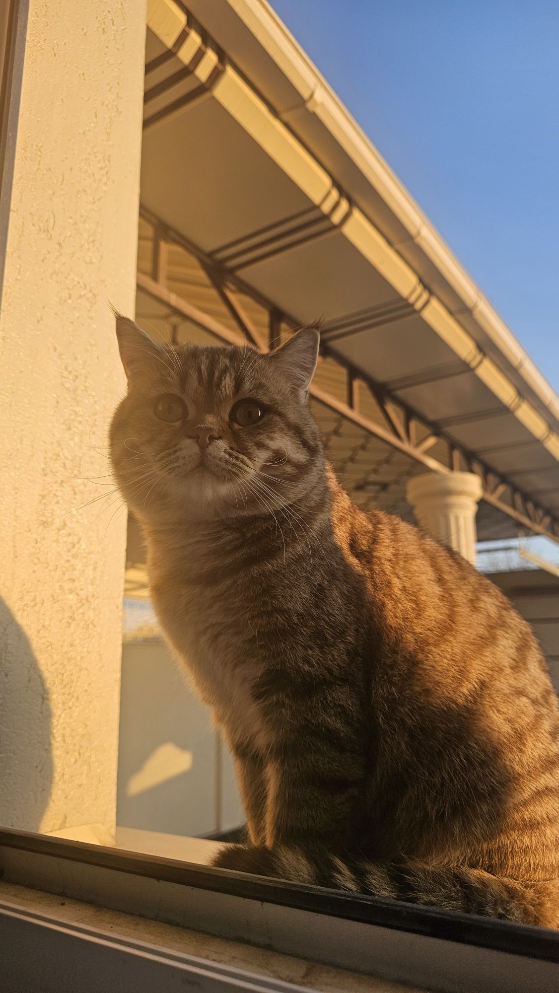 Шотландский прямоухий кот на вязку
