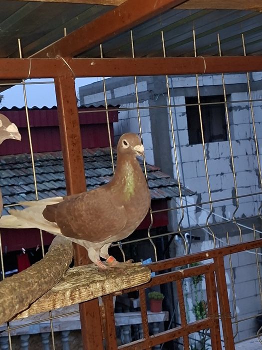 Porumbei roșii de București de vânzare