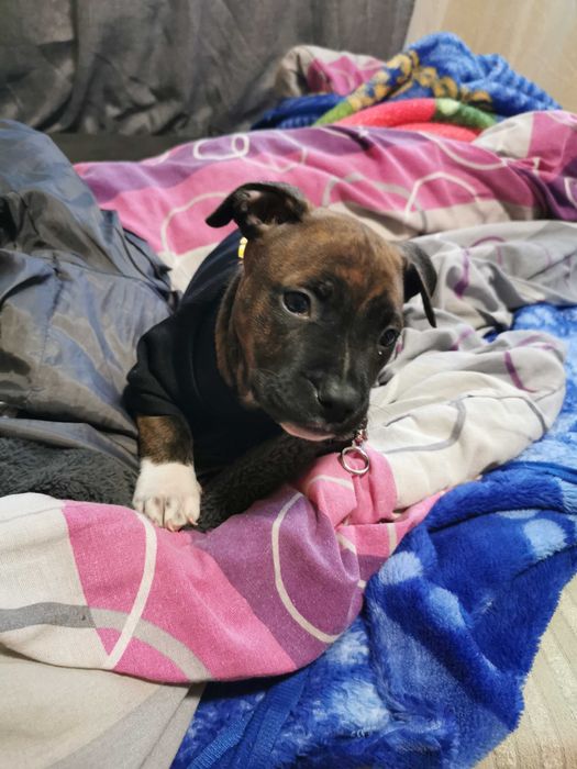 Питбул мъжки 2 месеца