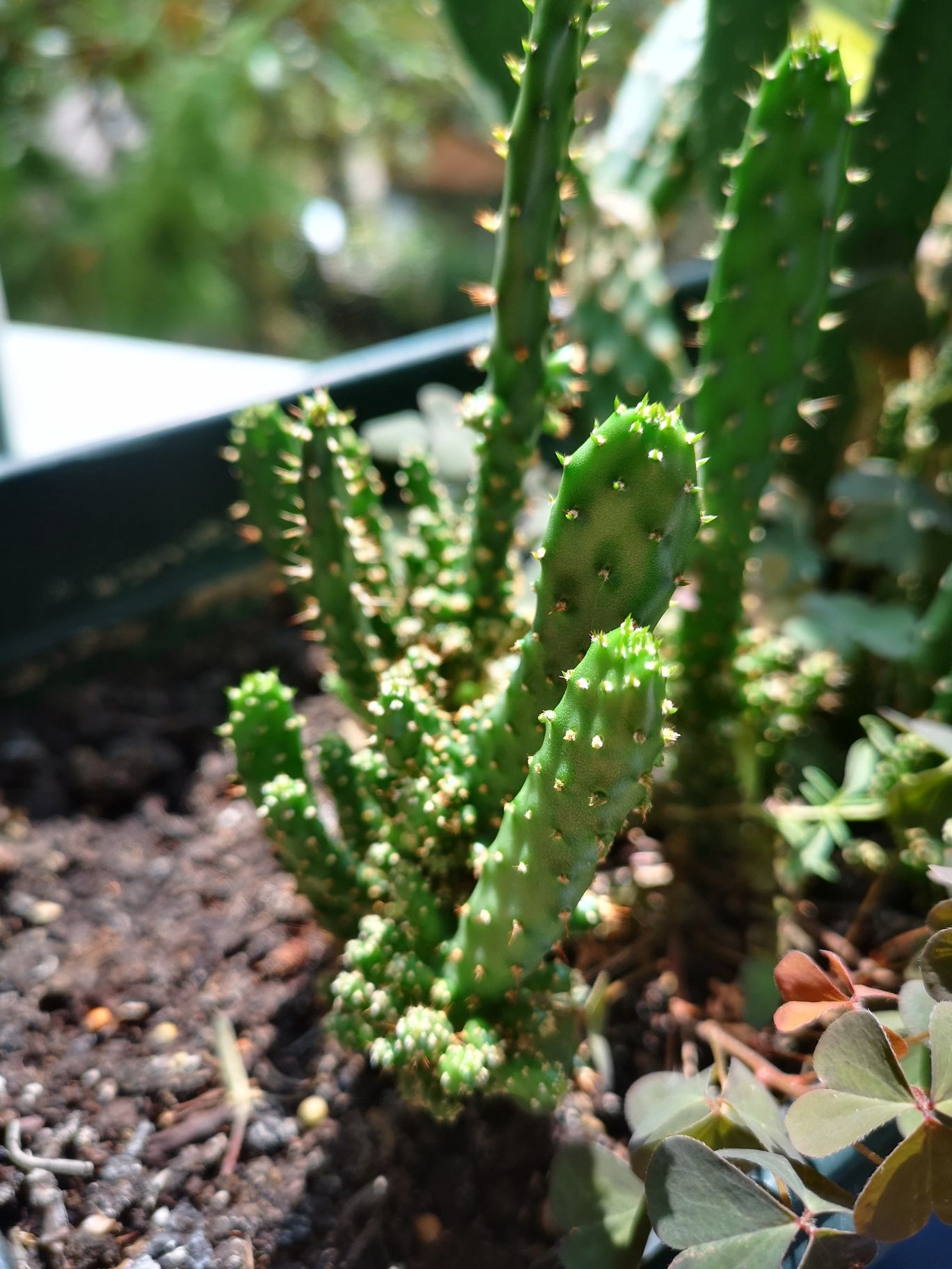 Cactuși. si. aloe.