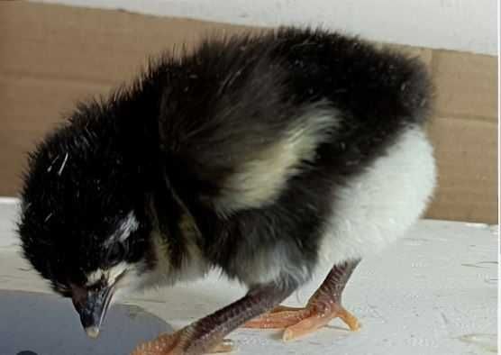 oua australorp incubat / australorp cocosi / cocosi australorp /oua