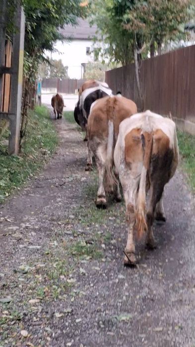 Vand vaci de prăsilă