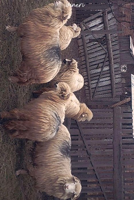 De vânzare 6 oițe, bune de lapte