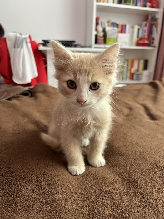 Котенца си търсят дом