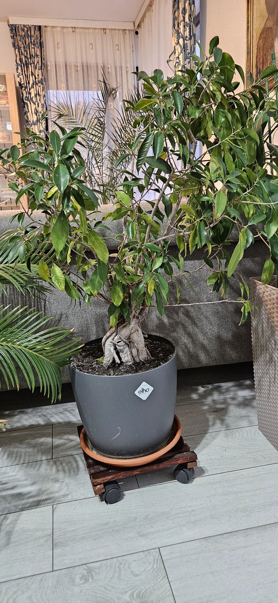 Plante ornamentale naturale