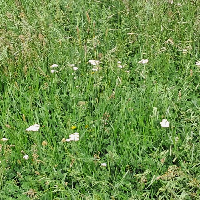 Baloti de fân rotunzi 120×120