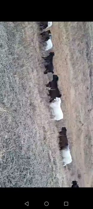 Ешкілер 60бас семіз