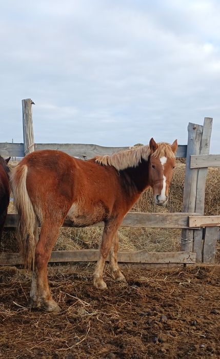 Продам жеребчика 1.6