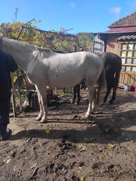 Iepe de vanzare, judetul Mehedinți
