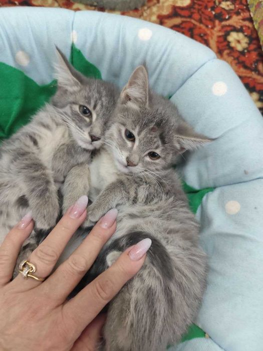 Пристраиваются замечательные котята