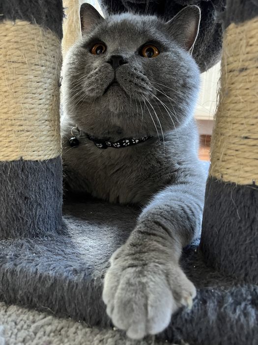 British shorthair sterilizat