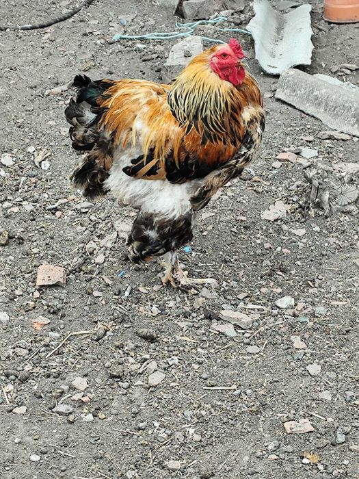 Vând păsări Brahma în Arad