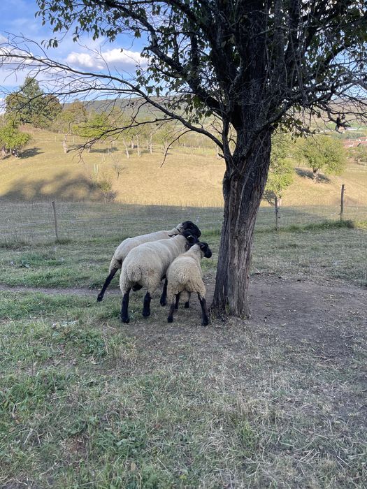 Berbecuti suffolk de vânzare