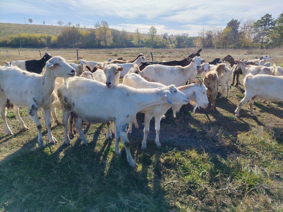 Capre metis mulgatoare