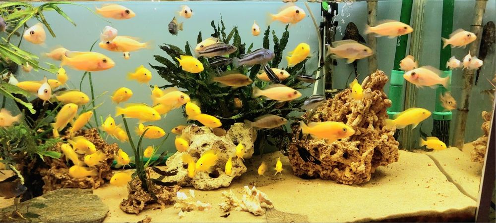 DONEZ ciclide africane