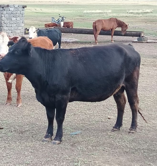 Коровы сиырлар 5 голов!