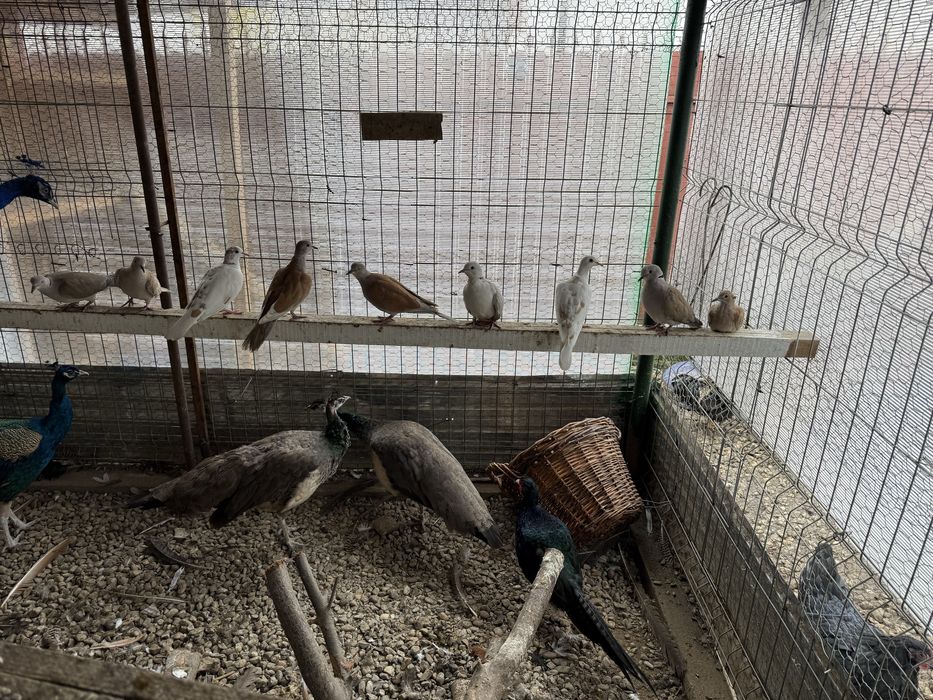 Vand 2 perechi de pauni si turturele