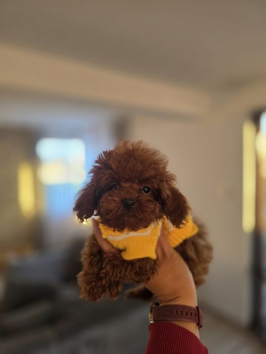 Резервирано!Той пудел/Toy poodle всички ваксини плюс ваксина за бяс