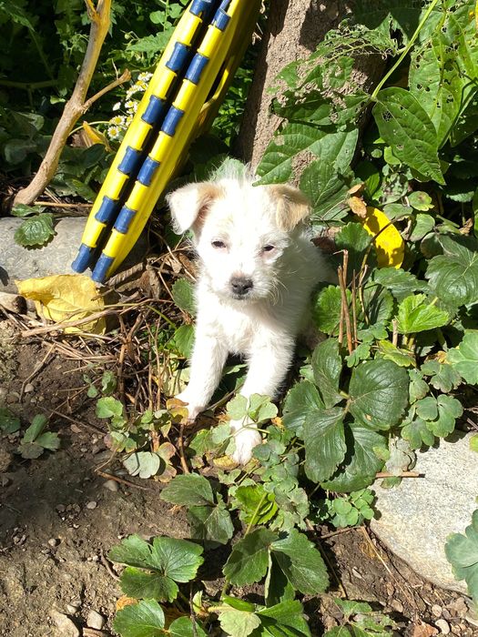 ADOPȚIE pui 4 luni