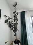 Floare Ficus , verde, 280 cm.