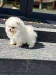 Pomeranian boo mini teddy bear pedigree