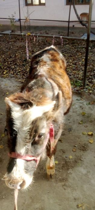 Ona bola sigir sogʻlom