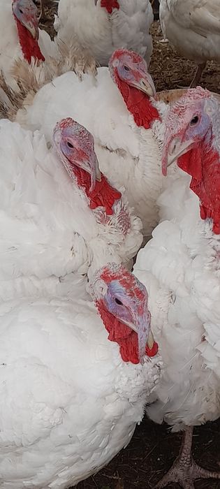 Curcani de casă,crescuți natural