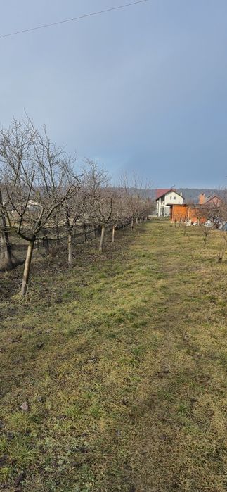 Tund pomi fructiferi