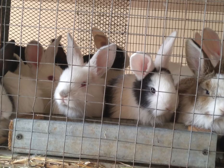 Куёнчалар тезда сотилади