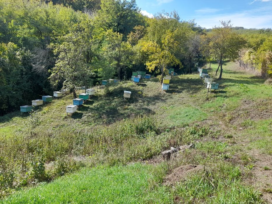 Stupi de vânzare cu albine