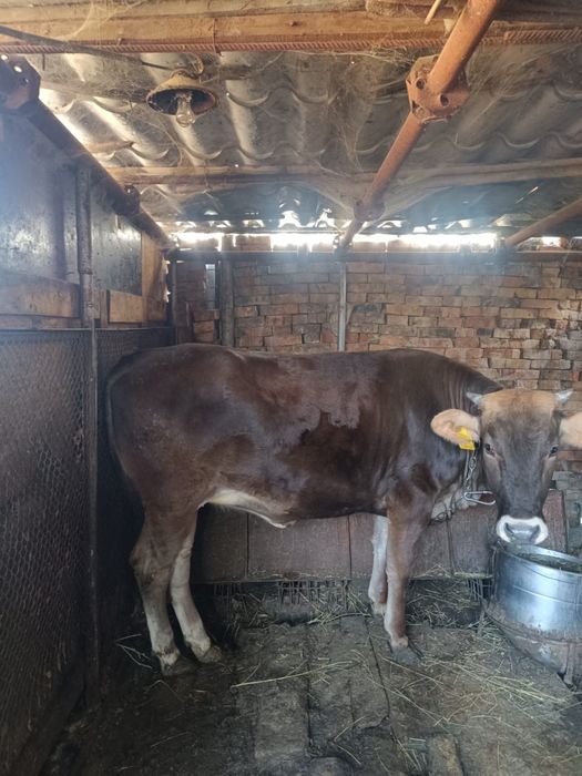 Продам корову Алатауская молочная