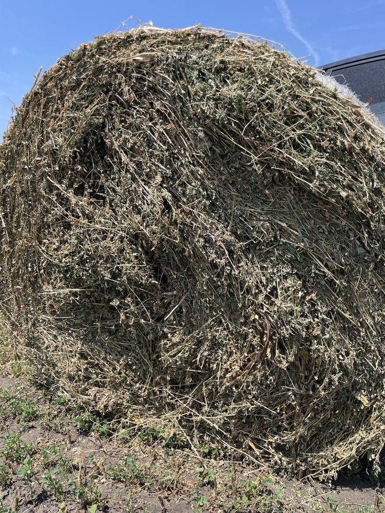 Baloti lucernă 120/120