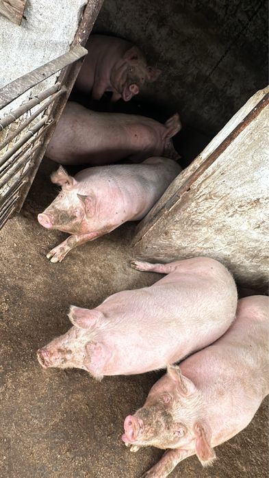 Домашно прясно свинско месо