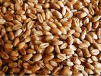Пшеница, зерно Сатпаева 106
