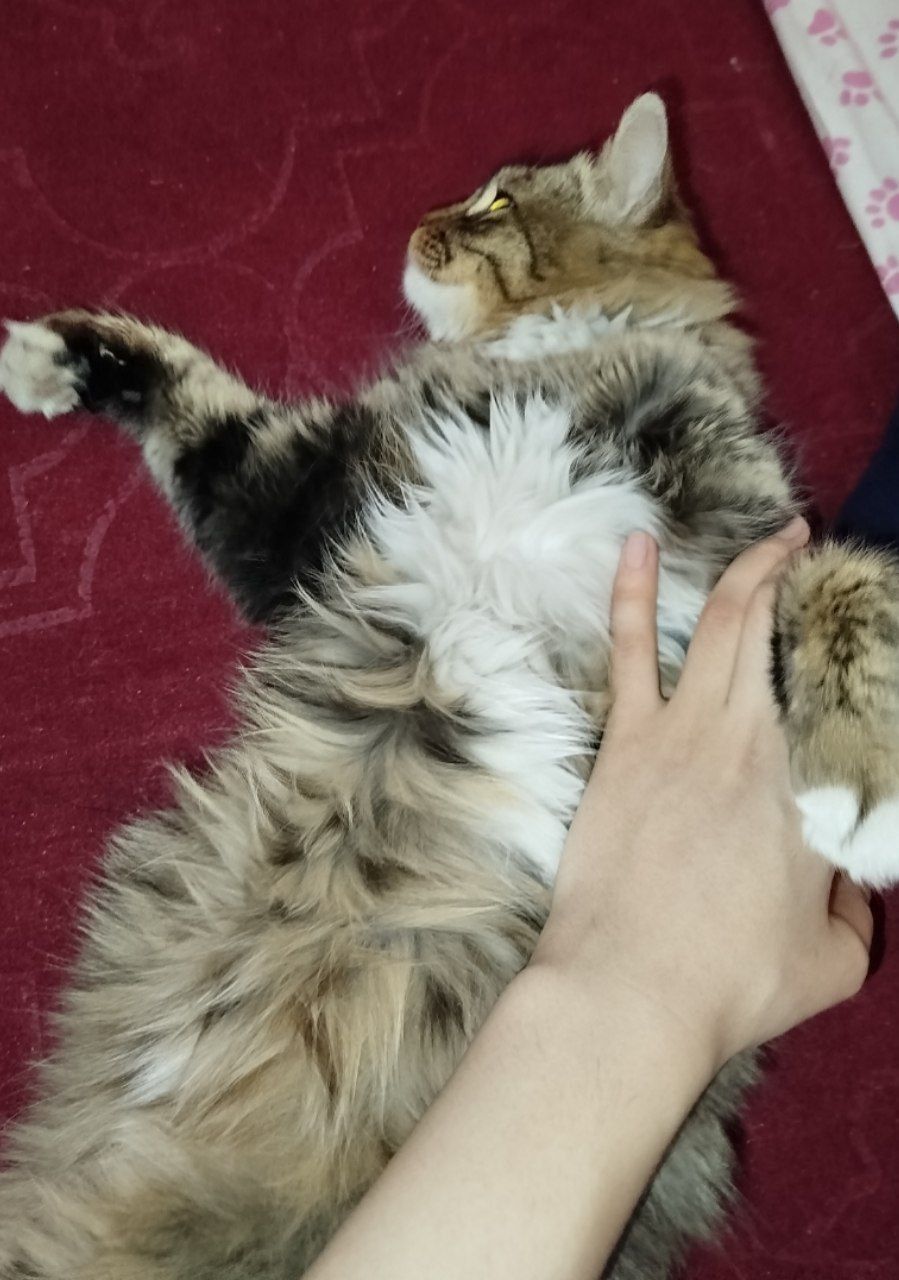 Jinsi ayol ogʻirligi 3.6kg 1 yoshu 6 oylik