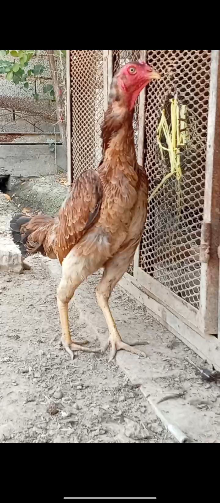 Zotga Tovuq sotiladi