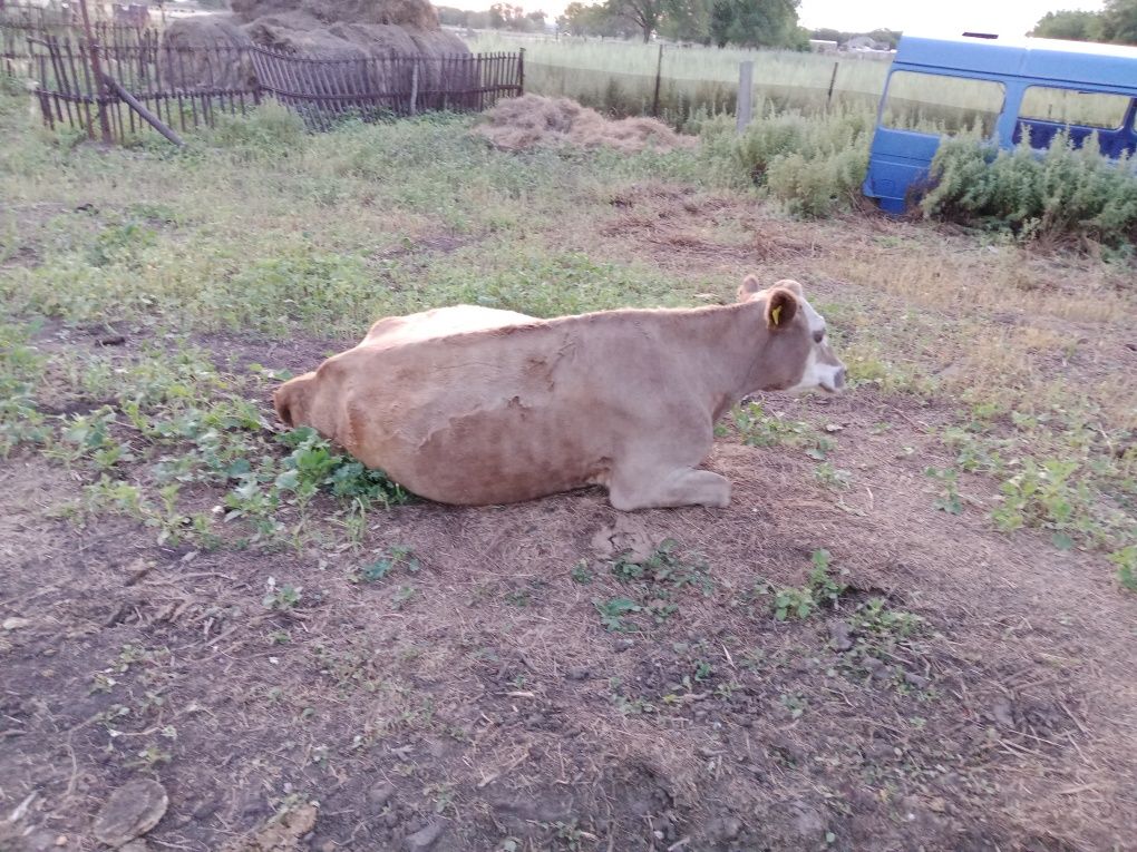 Қашар 3 жас  сатылады