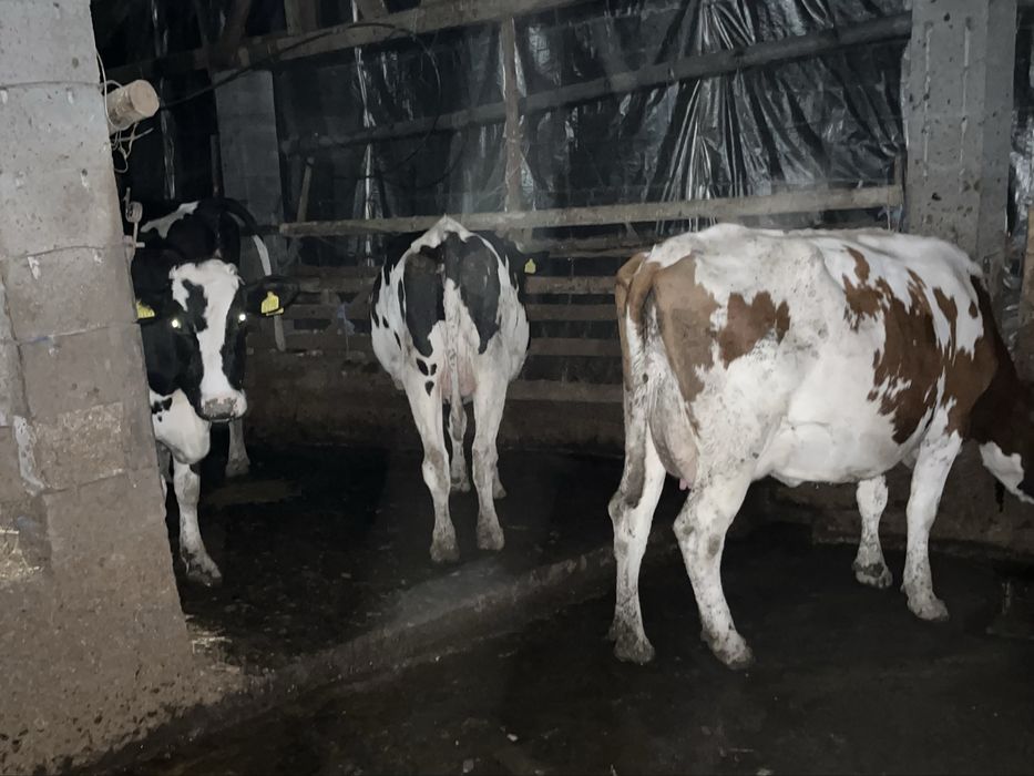 Vaci de lapte foarte bune,vand toata ferma in lot,de 20 vaci