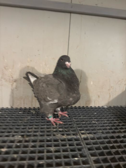 Porumbei americani AGH maturi si tineri