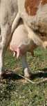 Vaca de lapte Baltata Romaneasca