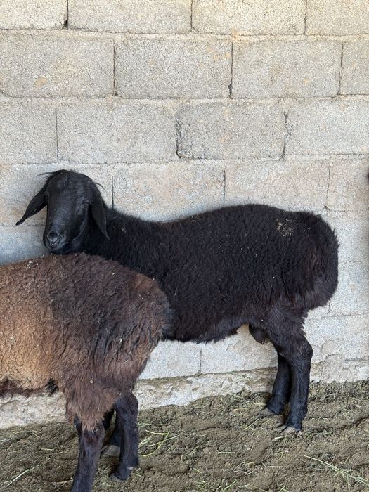 Бағылған тоқтылар