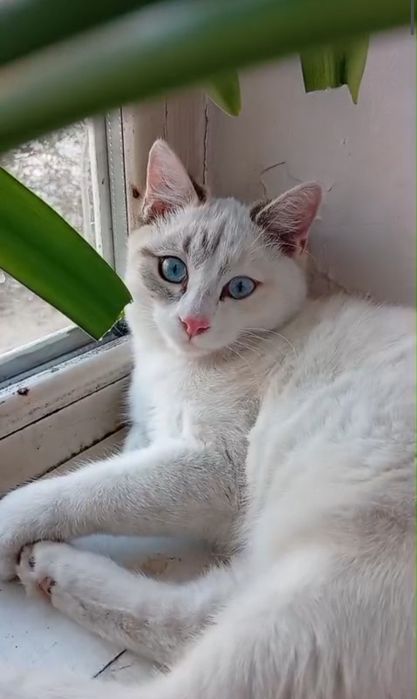 Кошка  в добрые руки