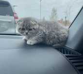 Scottish Fold Chinchilla