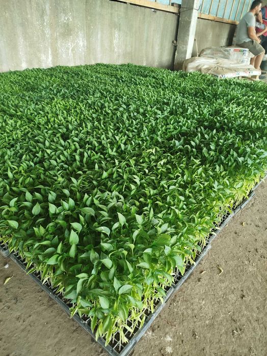 Ardei Gogoșar pritania