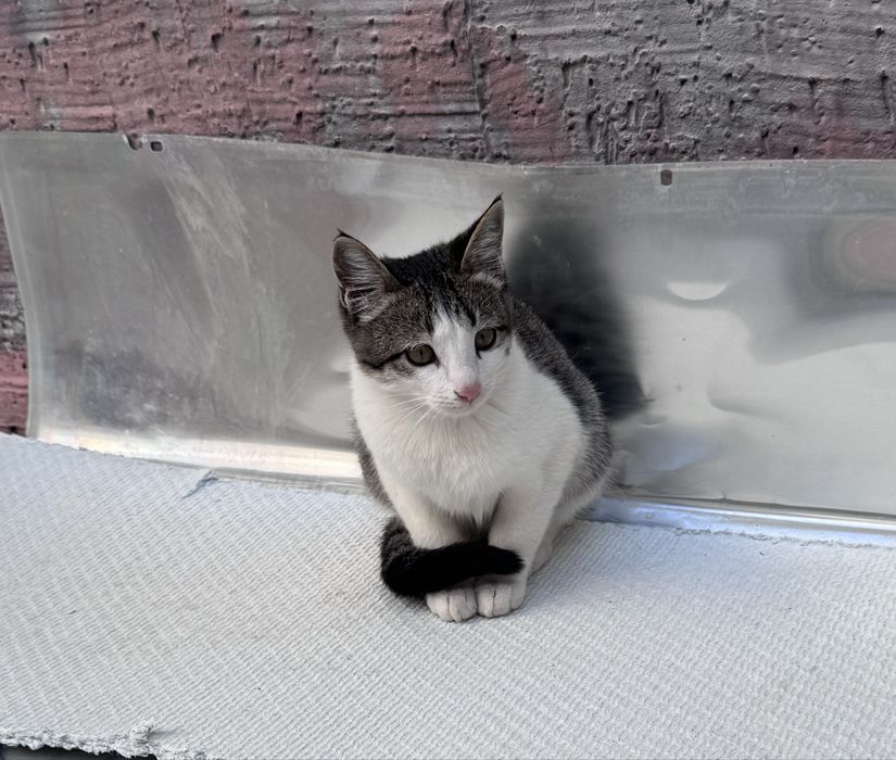 Пристраивается котенок бесплатно.